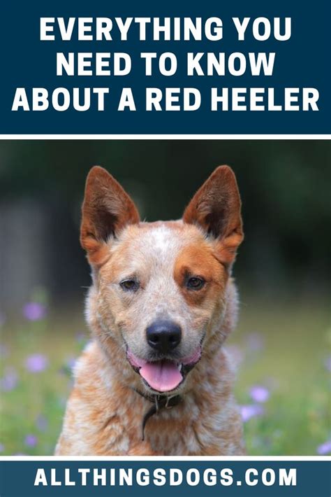 A Dog With The Caption Everything You Need To Know About A Red Heeler