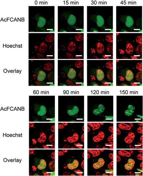 Design Of A Protein Tag And Fluorogenic Probe With Modular Structure