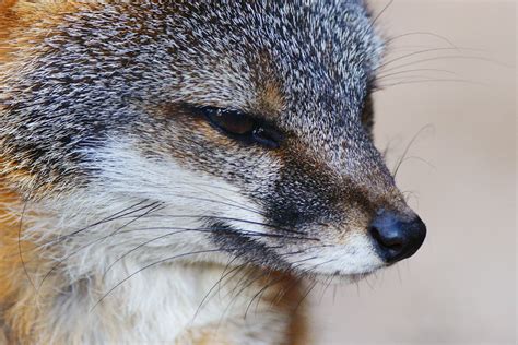 Gray Fox Urocyon Cinereoargenteus Gray Fox Urocyon Cine Flickr