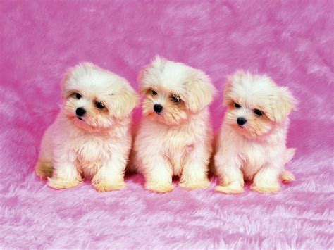 Free Download Cute Dogs Cute Dogs 1152x864 For Your Desktop Mobile