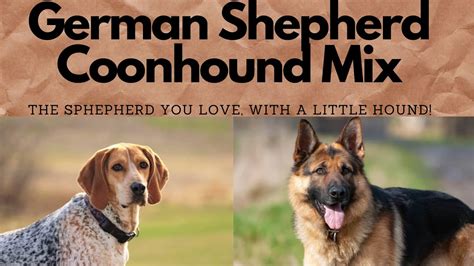 German Shepherd Coonhound Mix Youtube