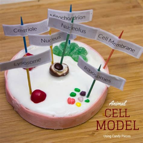 Consider how much money you want to spend, what supplies you already have in your home, your. How to Make an Animal Cell Model Using Candy - My Little ...