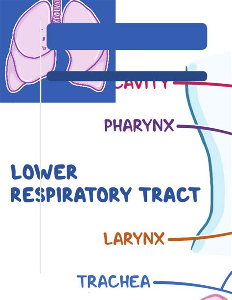Anatomy And Physiology Of The Respiratory System Notes Diagrams