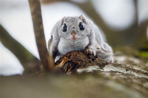 Nature And More Siberian Flying Squirrel Pteromys