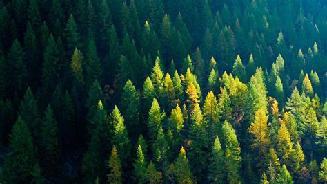 Aerial View Of Green Leaf Trees In Forest 4k Nature Hd Desktop