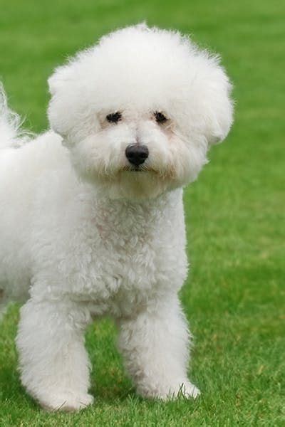 Bichon Frise Dog Breed Facts And Information Wag Dog Walking