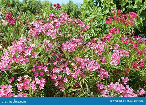 Red Oleander Flowers Stock Photo Image Of Nerium Poison 99683854