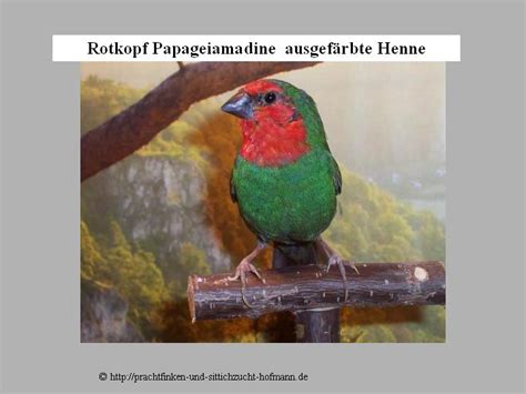 Rotkopf Papageiamadine Amblynura Psittacea Rotköpfige Papageiamadine
