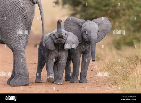 Baby Elephants Playing In Kenya Amboseli Stock Photo Alamy