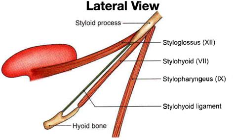 Head And Neck Anatomy Styloid Apparatus
