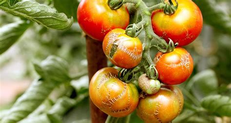 10 Common Tomato Plant Problems And How To Fix Them Farmers Almanac