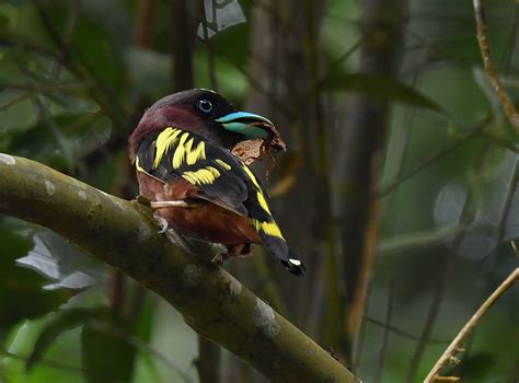 The Life Journey In Photography Banded Broadbill Gunung Tampin
