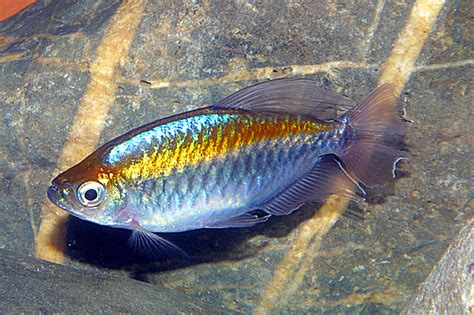 Blauer kongosalmler, phenacogrammus interruptus und viele andere seltene und begehrte zierfische können sie hier im aquaristik shop sicher online kaufen. Februar 06