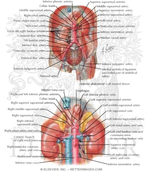 The abdominal vasculature consists of various arterial branches that all come from the aorta, and two venous structures that help to drain the abdominal structures, carrying deoxygenated blood and waste products away. Vascular Supply: Abdomen
