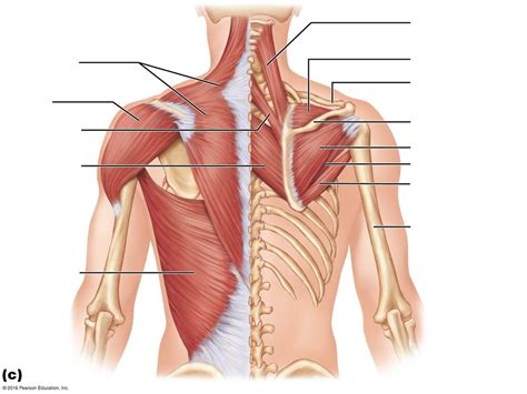 Back Muscles Diagram Quizlet