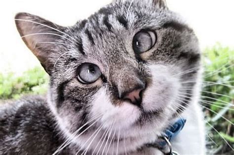 Adorable Cross Eyed Cat Becomes Internet Sensation Cross Eyed Cat