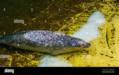 Common Seal Swimming Toward The Coast Semi Aquatic Animal From The
