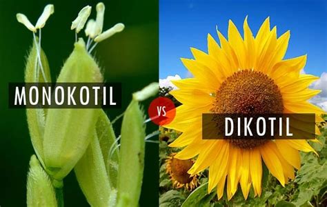 Perbedaan Dikotil Dan Monokotil Pada Tumbuhan Dalam Tabel Dan Gambar