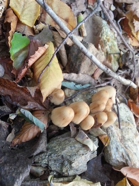 Eastern Pa Mushroom Hunting All Mushroom Info