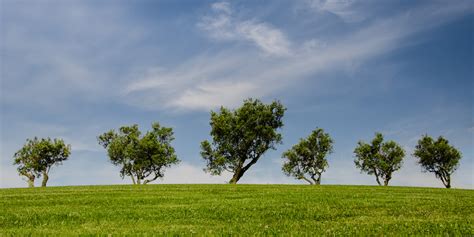 Camelot Tree And Shrub Cos Covid 19 Company Policy For Work