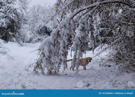 Dog In Snowy Forest Trail During Christmas Season Winter Stock Photo
