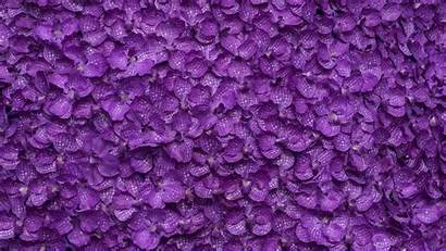 Purple Background Flowers Flower Backgrounds Wallpapers Iphone
