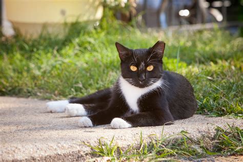 Aggressive scratching with sharp, dirty claws is only likely to if your cat is scratching ears to the point of bleeding, you need to start by cleaning up the wound. An ear tip is the universal sign of a community cat (a ...