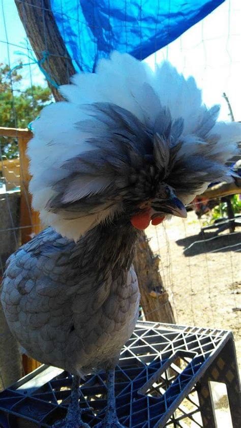 white crested blue polish chicken for sale cackle hatchery