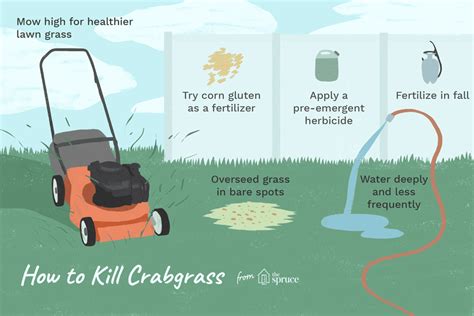 On top of that, pieces of its stems can develop new roots and create more plants. How to Get Rid of Crabgrass for Good | Lawn care tips ...
