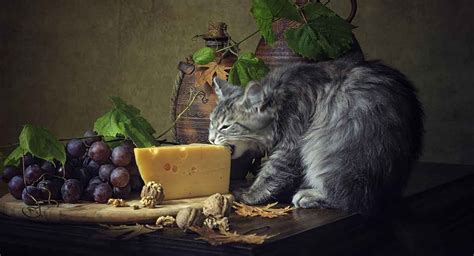 Can Cats Eat Cheese Or Is Cheese Bad For Cats