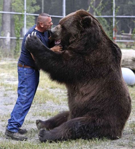 Staggering Images Show Animals Dwarfing Humans Kodiak Bear Funny