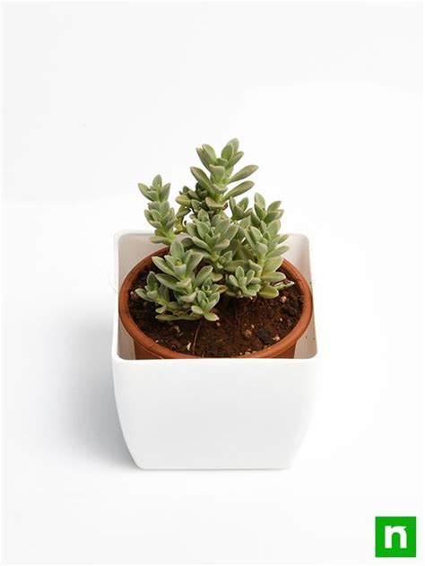 Buy Coleus Coerulescens Succulent Plant Online From Nurserylive At