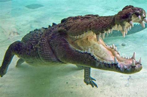 10 Amazing Saltwater Crocodile Facts Discover Wildlife