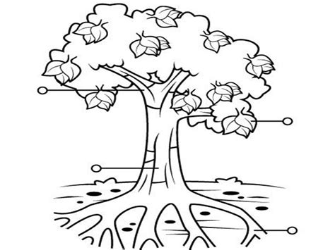 Planta para colorear con sus partes - Imagui