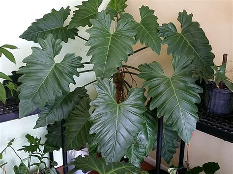 Philodendron Subincisum Giant Aroid Huge Leaves Climber Aka Wilson