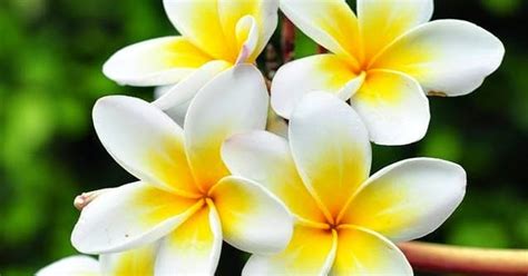 Hawaiian Flower Pua Melia Backyards Click