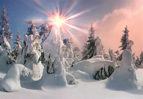 Sunshine In Winter Forest
