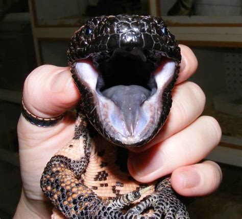 The gila monster takes its name from the gila river basin in the southwestern us where the gila monster was once found. Baby Gila Monster Pictures