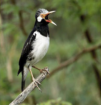 Kumpulan gambar binatang, koleksi gambar binatang, gambar hewan, mewarnai gambar binatang, gambar kucing, gambar gajah, gambar binatang lucu, gambar anjing, gambar binatang animasi. Jenis burung kicau yang diperlombakan | Burung cantik, Binatang, Jalak
