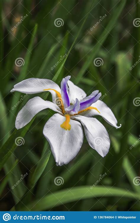 Beautiful Wild Fairy Iris Flower Close Up Picture Stock Photo Image