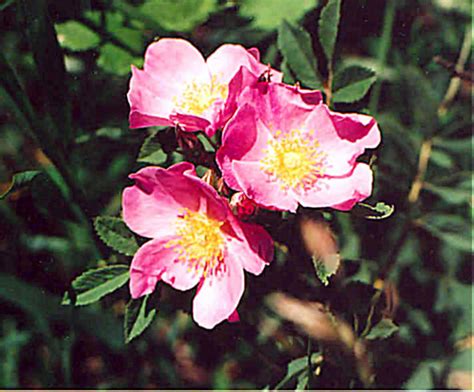 Wild Prairie Rose