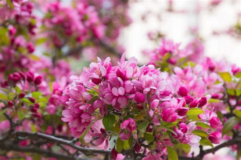 The Most Beautiful Flowering Trees To Plant In The Spring Create A Scape