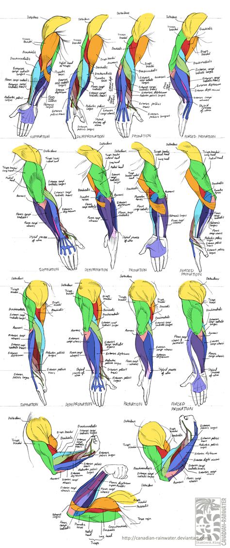Anatomy Human Arm Muscles By Quarter Virus On Deviantart
