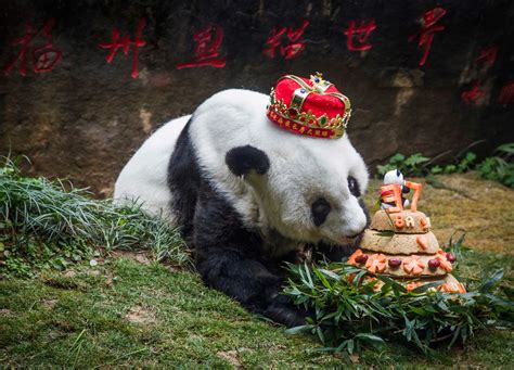 The Worlds Oldest Captive Panda Turns 37 Today But She Doesnt Look A