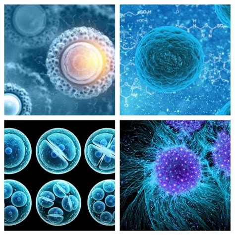 Células Troncales Funciones Tipos Y Caracteristicas De Estas Células