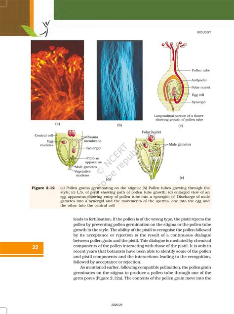 Sexual Reproduction In Flowering Plants Ncert Book Of Class Biology