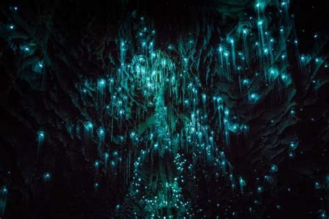 New zealand's most interesting maggots are not only found in the caves with a price tag. New Zealand Has A Cave Full Of Glowworms, And It's Wholly ...