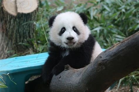 Giant Panda Cubs Mei Lun And Mei Huan At The Zoo Atlanta Usa On