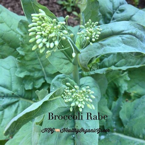 Can You Eat Broccoli Rabe Flowers