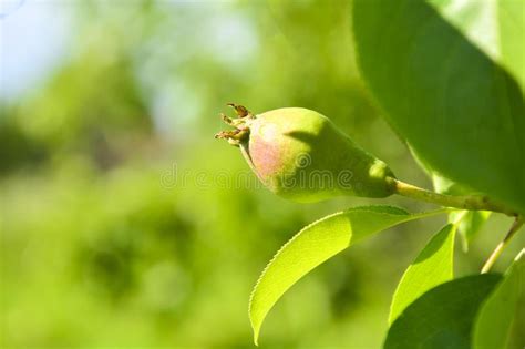 Young Pear Garden Wallpaper Young Pears On A Branch With Green Leaves